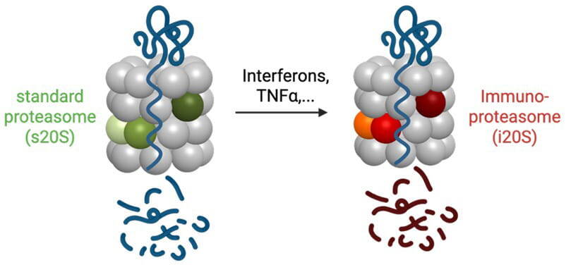 Immunologie und Zellbiologie Folie2