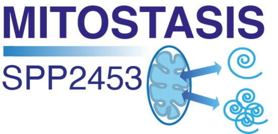 Immunologie und Zellbiologie Mitostasis