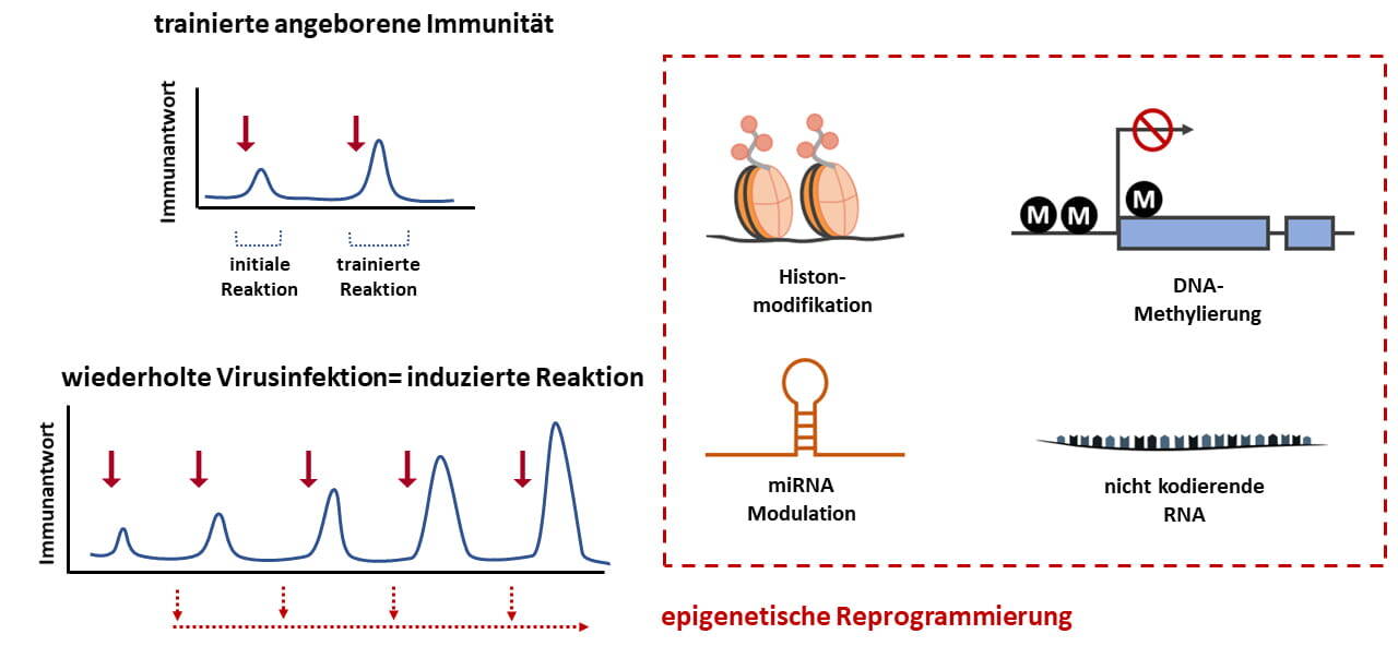 Klinische und Molekulare Allergologie Trained Immunity