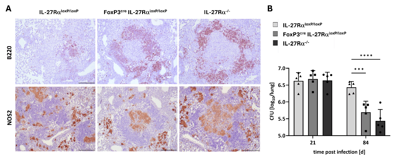 Infektionsimmunologie 2026 Bild11