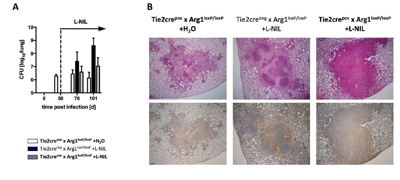 Infektionsimmunologie 2026 Bild21