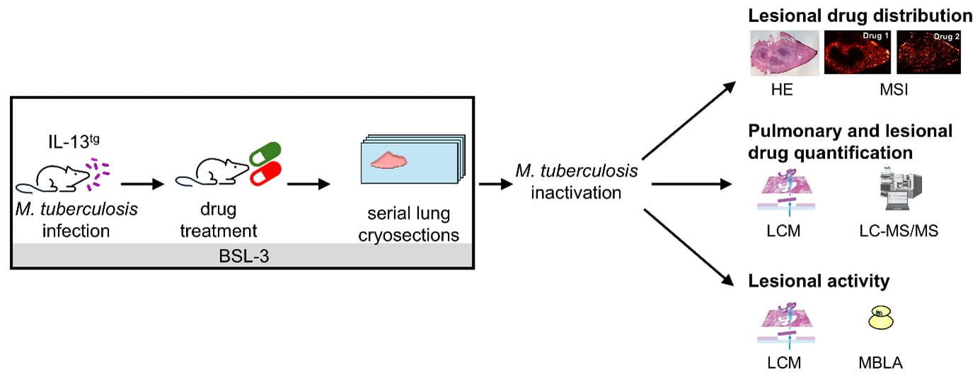 Infektionsimmunologie 2026 Bild41