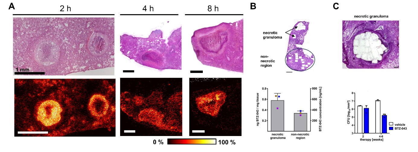 Infektionsimmunologie 2026 Bild51