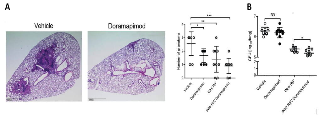 Infektionsimmunologie 2026 Bild61