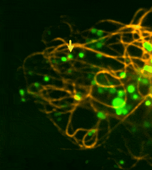 wirts mikroben interaktom 2025 Bild2 min